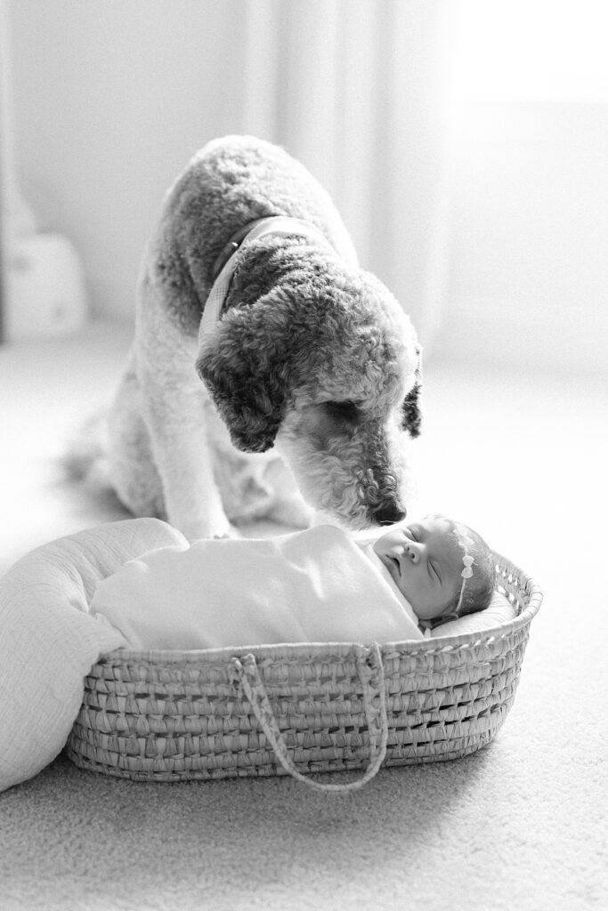 Black and white dog sniffing a newborn baby girl swaddled in a moses basket sleeping during a newborn session
